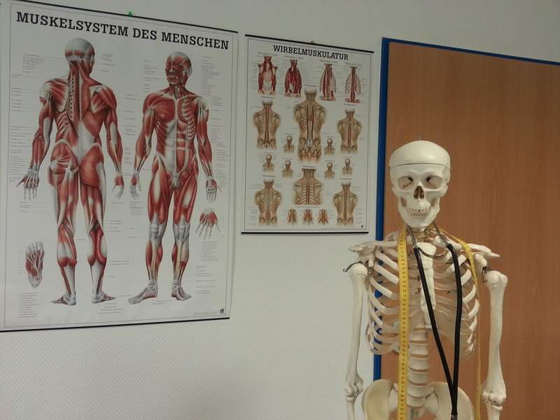 skeleton-bone-anatomy