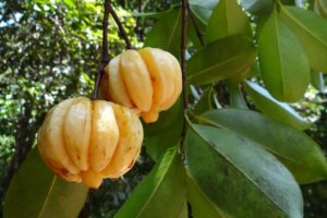 garcinia-cambogia-malabar-tamarind
