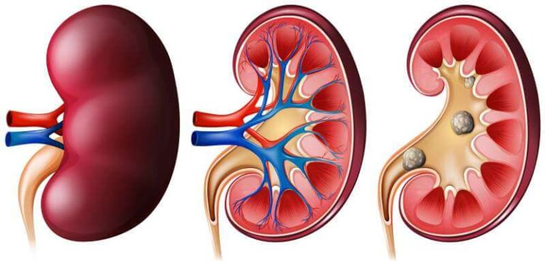 Kidney set on white Free Vector