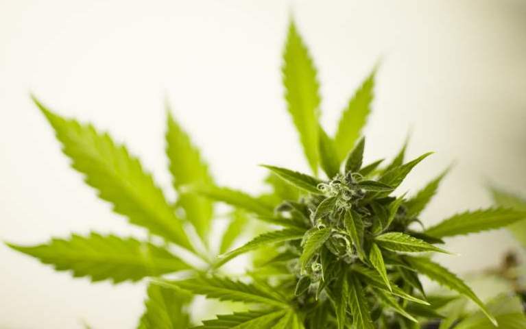 marijuana-cannabis-hash-leaf-flora