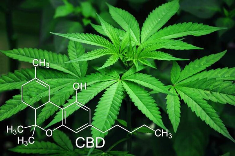 marijuana-leaves-cannabis-green